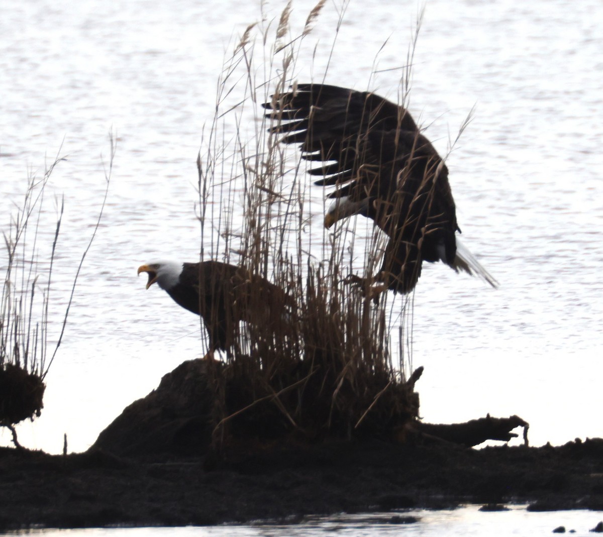Bald Eagle - ML628330433