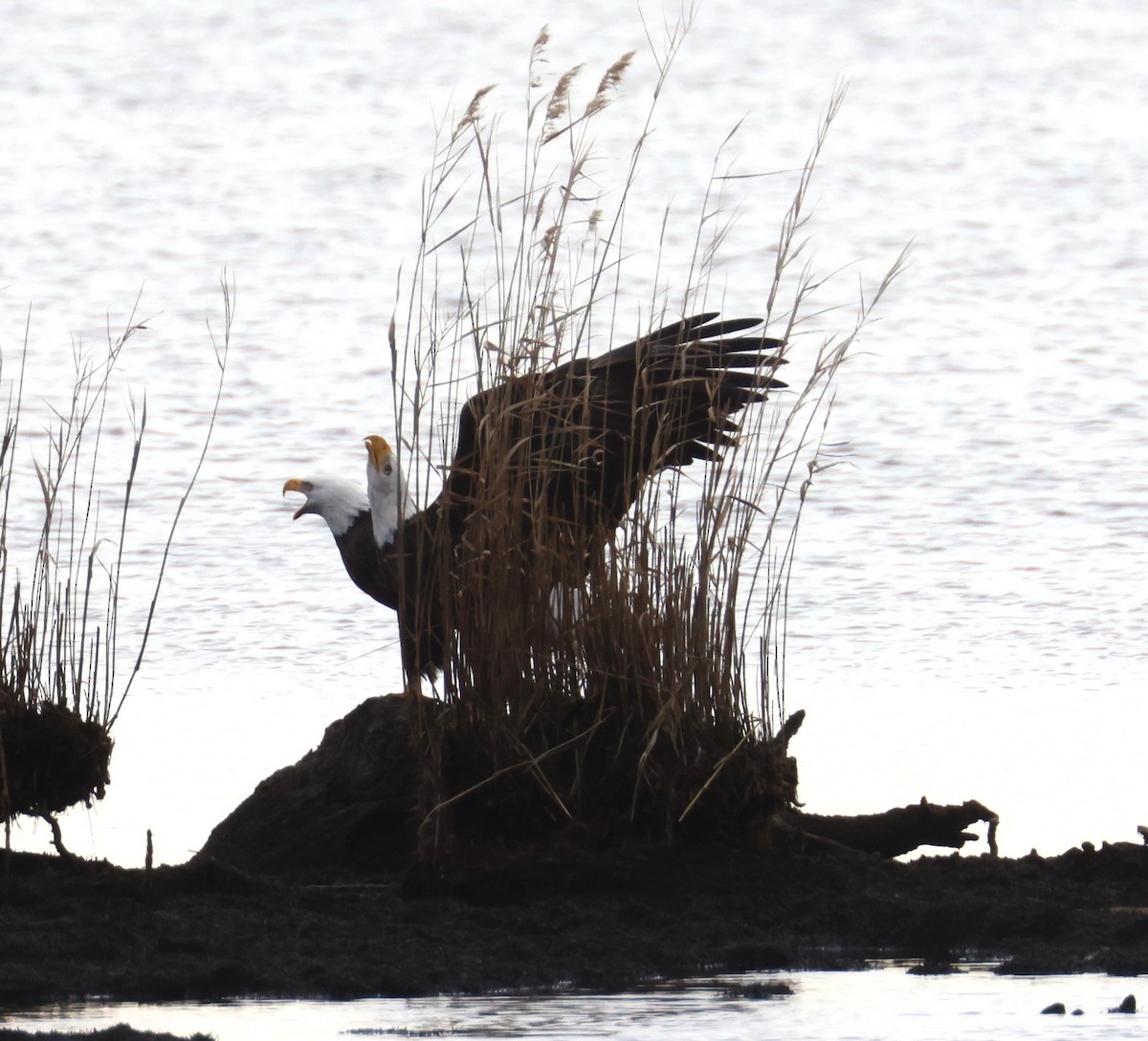 Bald Eagle - ML628330434