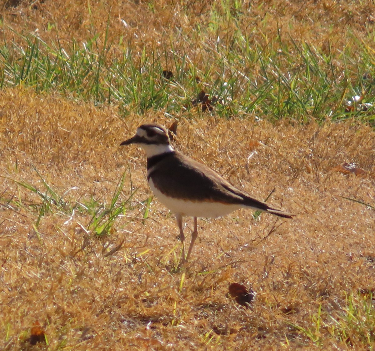 Killdeer - ML628330516