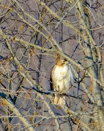 Red-tailed Hawk - ML628330645