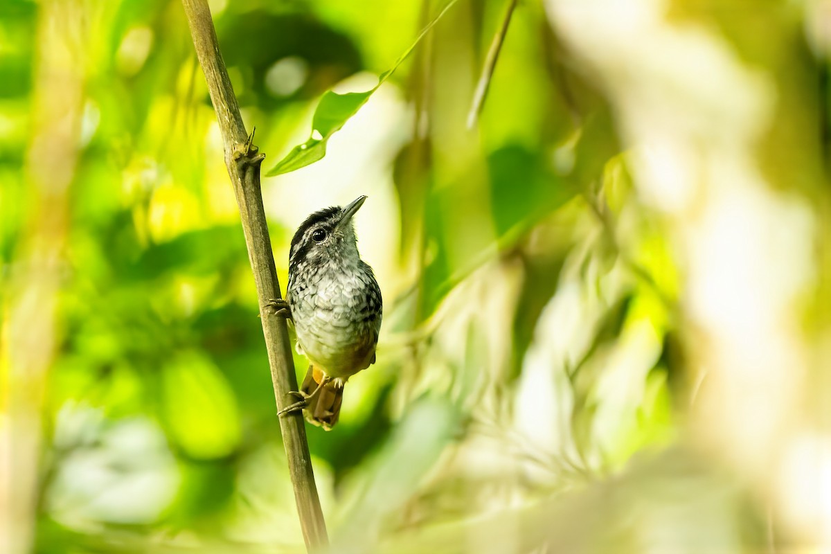 Peruvian Warbling-Antbird - ML628330653