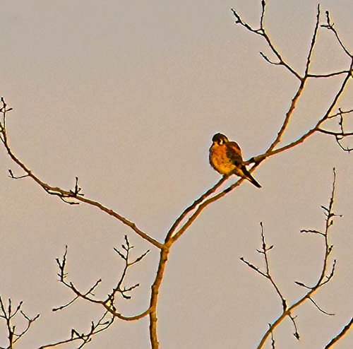 American Kestrel - ML628330655