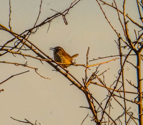 Carolina Wren - ML628330673
