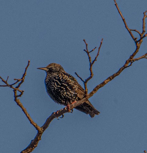 歐洲椋鳥 - ML628330705