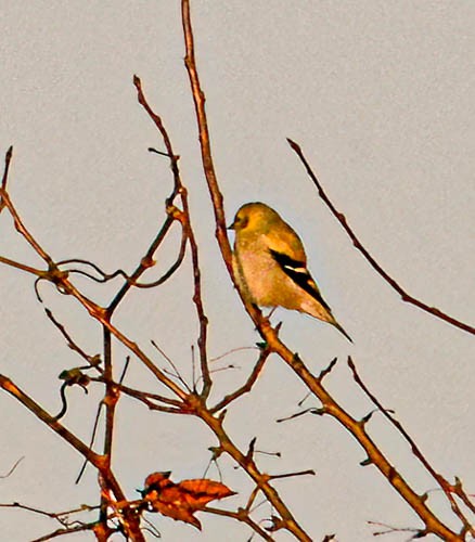 American Goldfinch - ML628330733