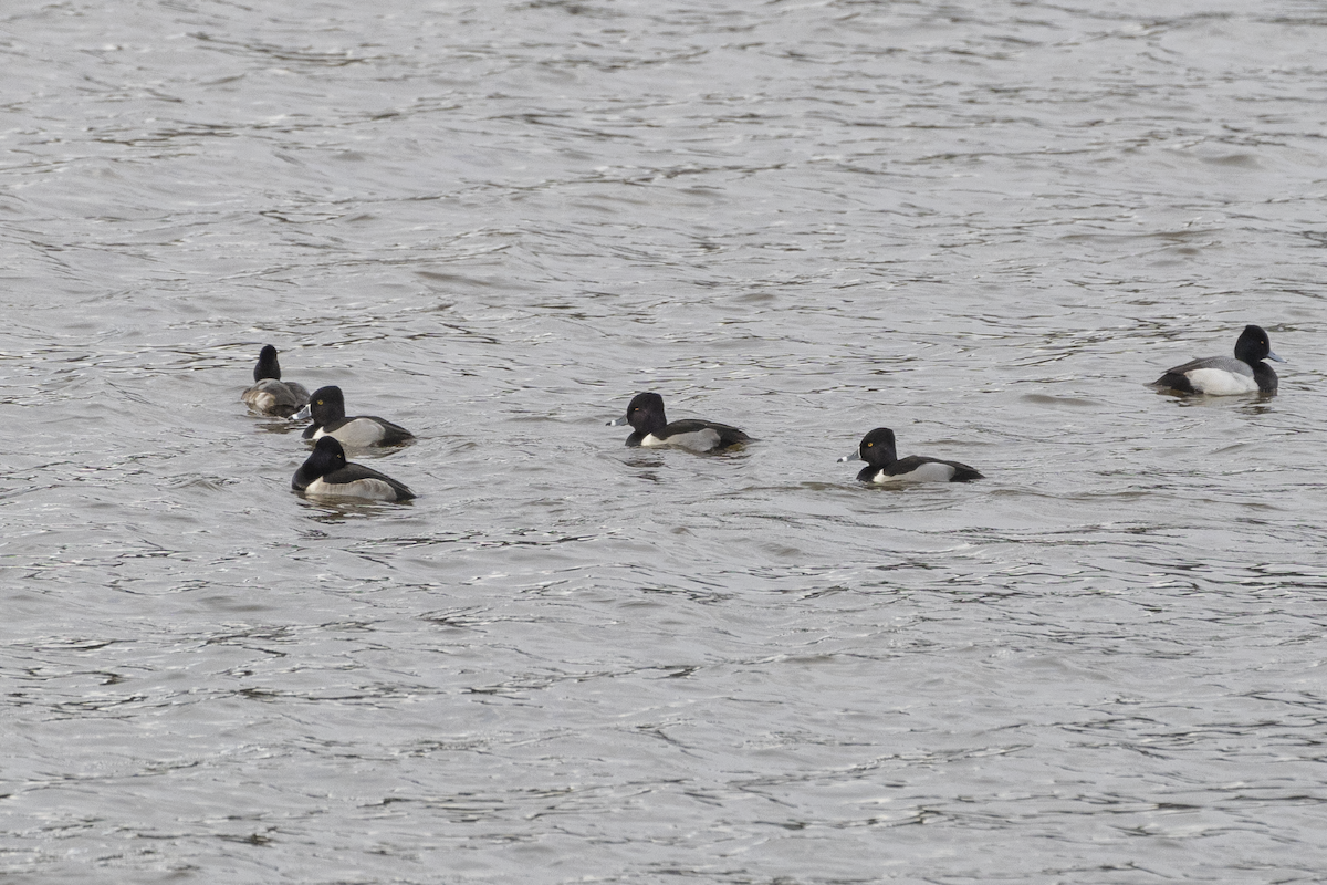 Ring-necked Duck - ML628330749
