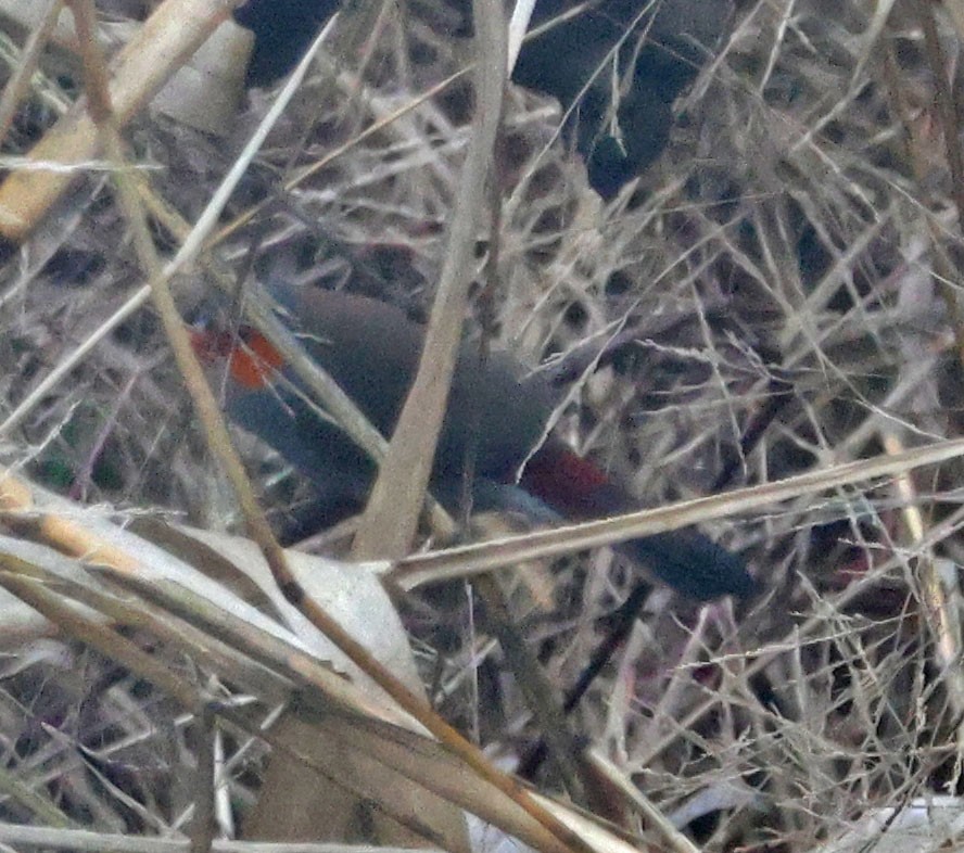 Orange-cheeked Waxbill - ML628330750