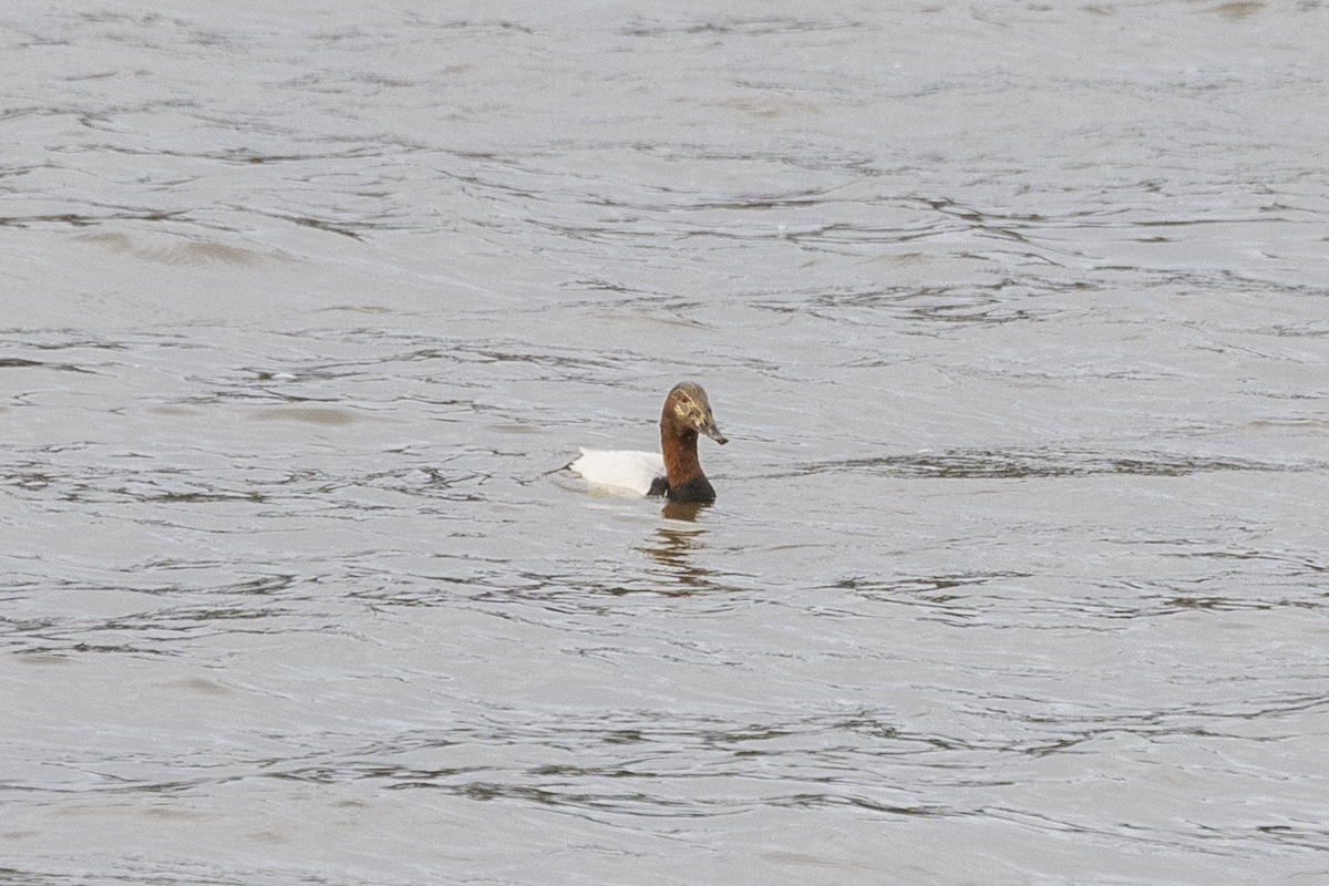 Canvasback - ML628330752