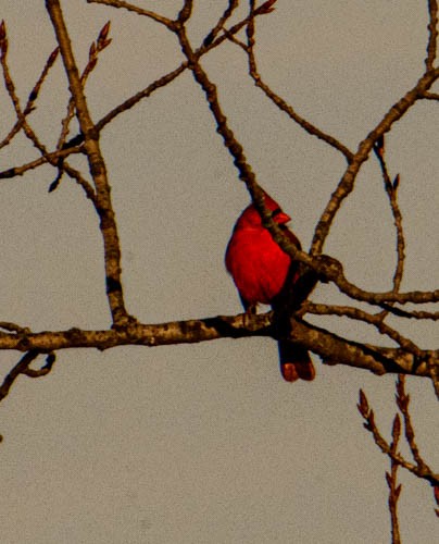 Northern Cardinal - ML628330754