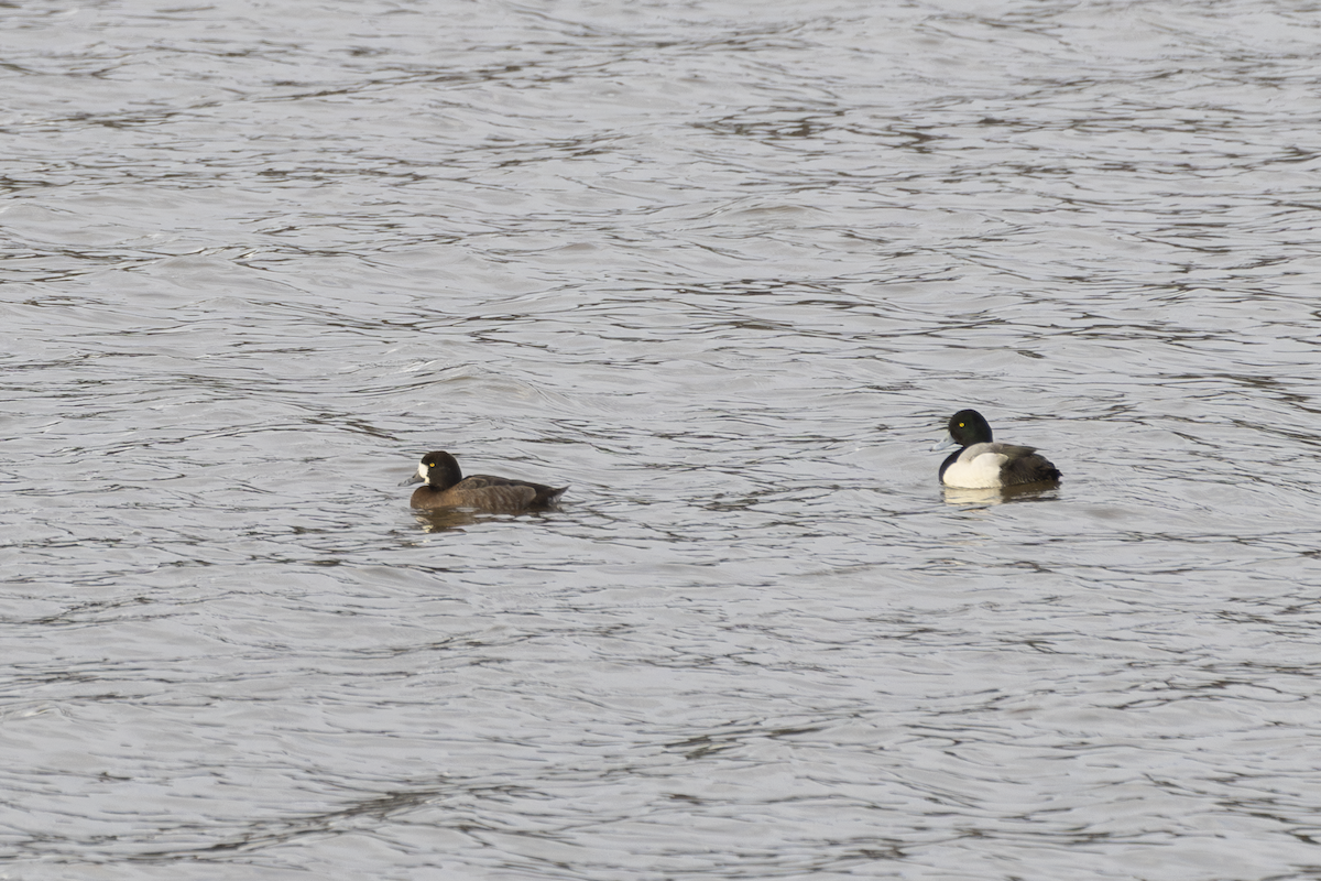 Greater Scaup - ML628330757