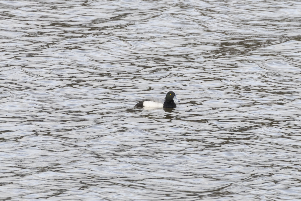 Greater Scaup - ML628330760