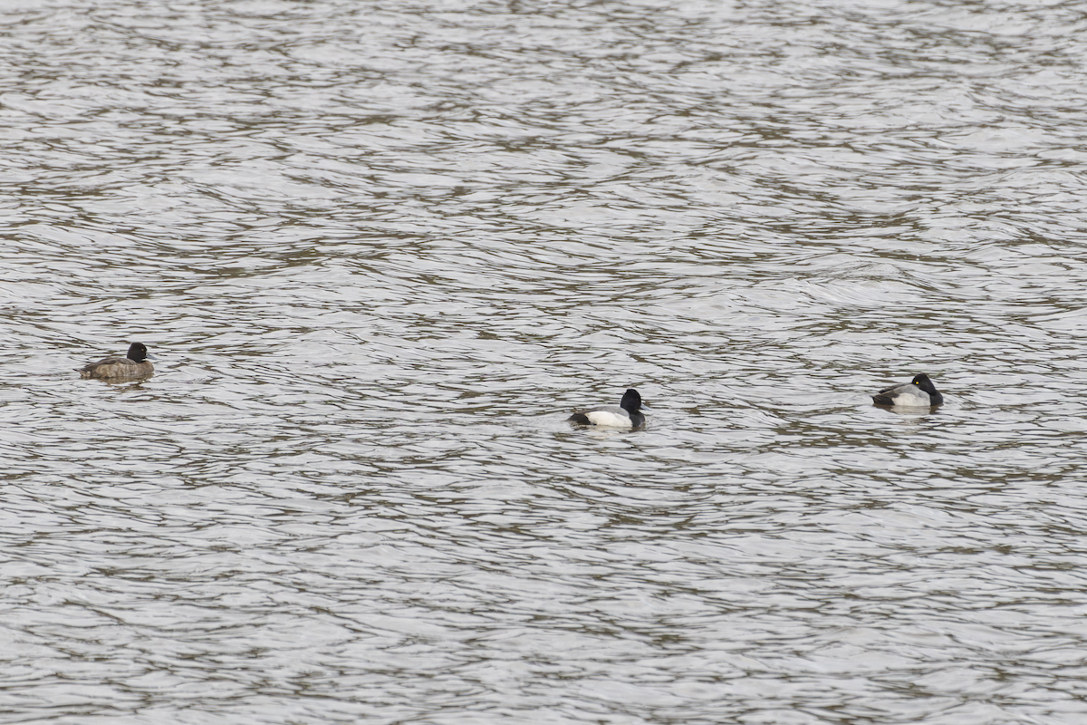 Lesser Scaup - ML628330781