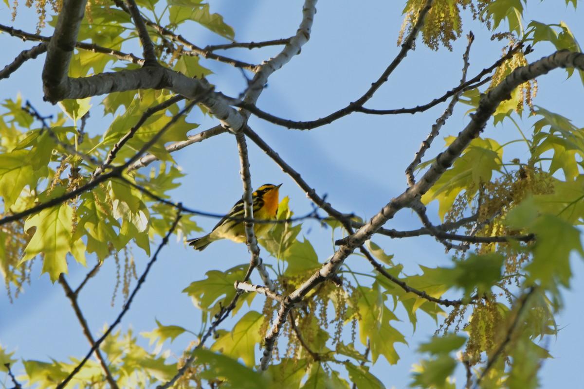 Blackburnian Warbler - ML628330798