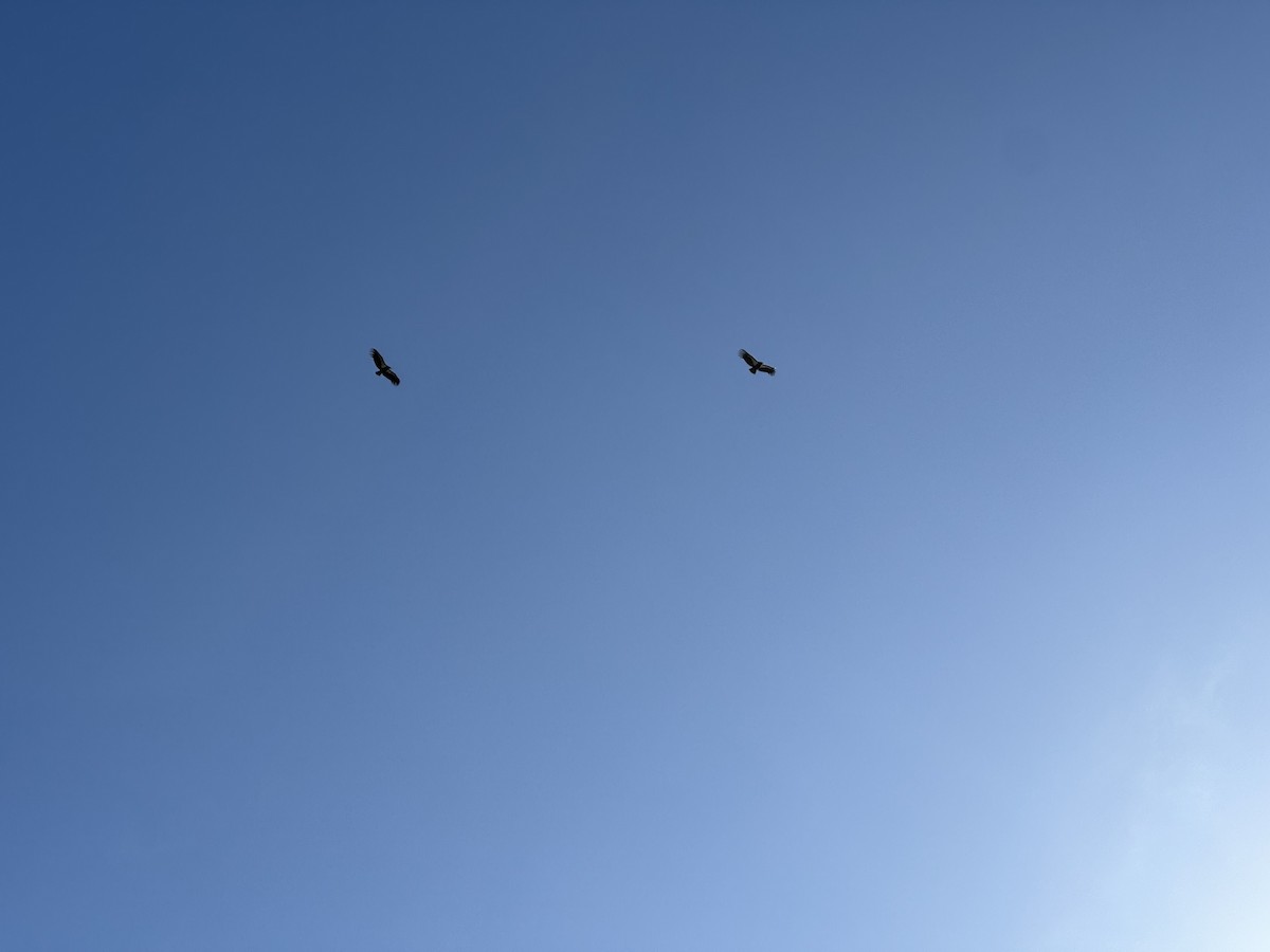 California Condor - ML628330834
