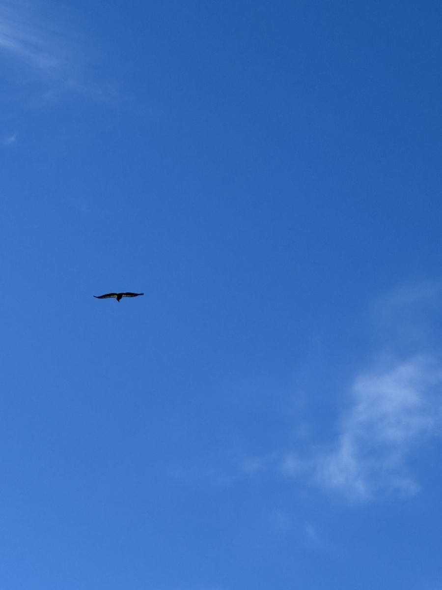 California Condor - ML628330835