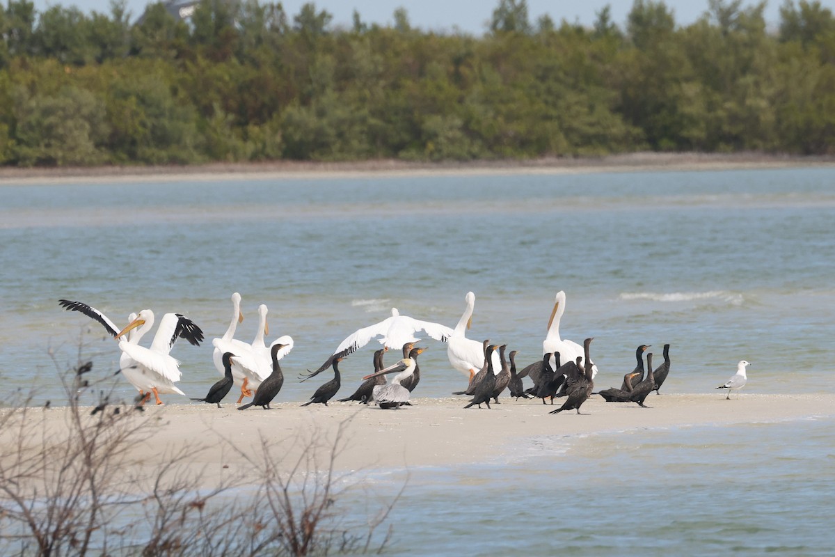 Brown Pelican - ML628331000