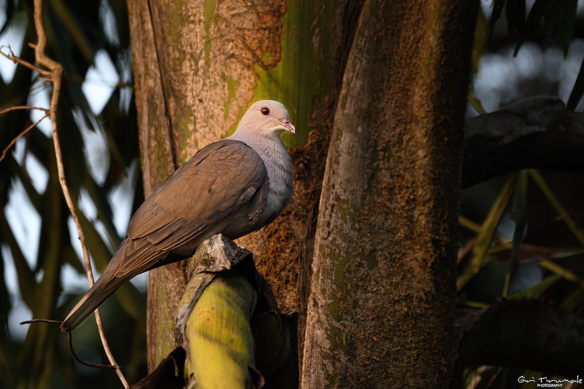 Malabar Imperial-Pigeon - ML628331191