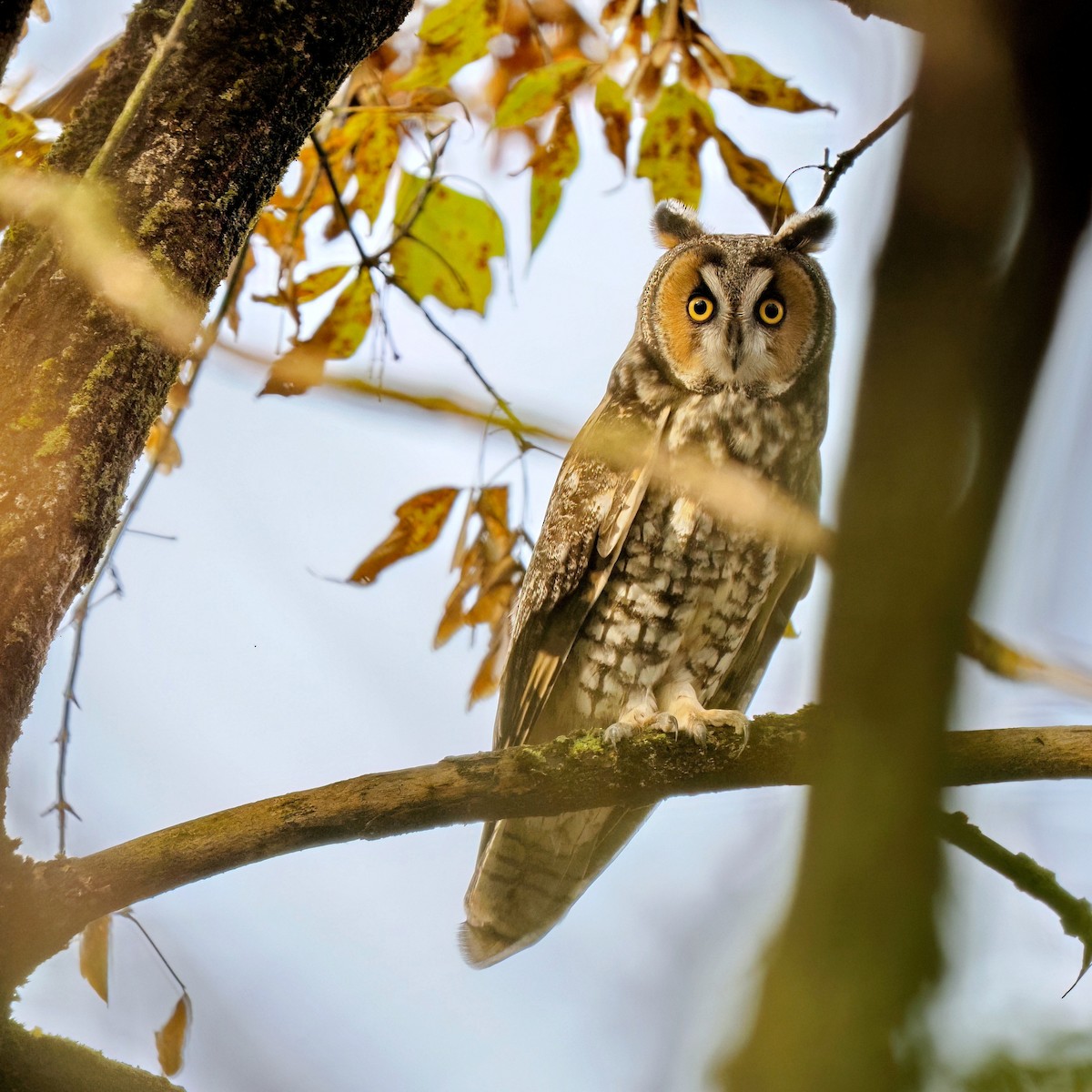 Long-eared Owl - ML628331277