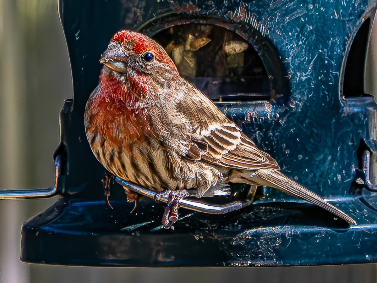 House Finch - Dwayne Litteer