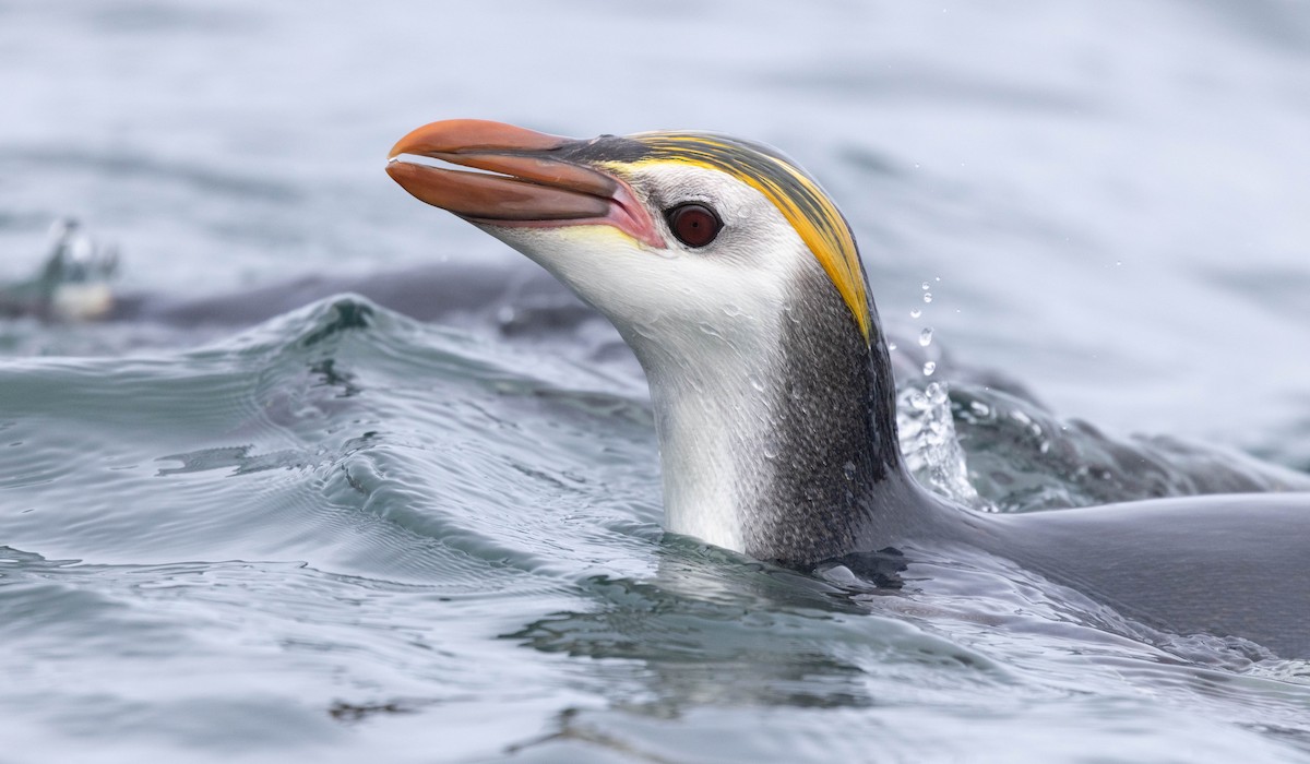 Ak Yüzlü Penguen - ML628331467