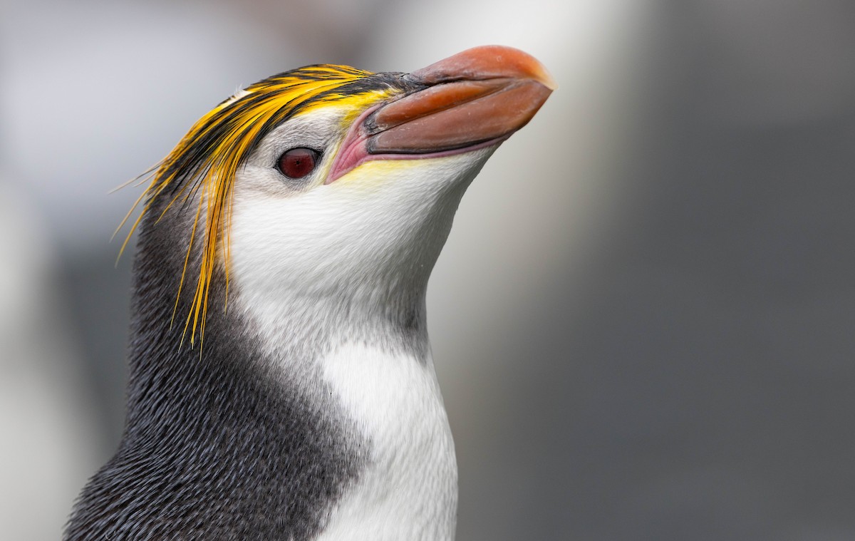Ak Yüzlü Penguen - ML628331468