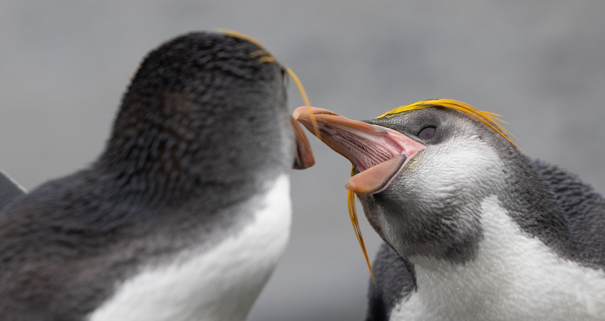 ロイヤルペンギン - ML628331470