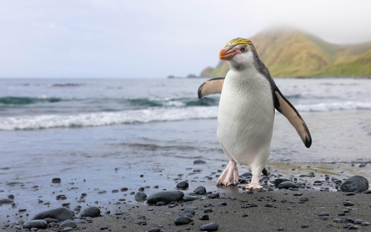 Ak Yüzlü Penguen - ML628331475