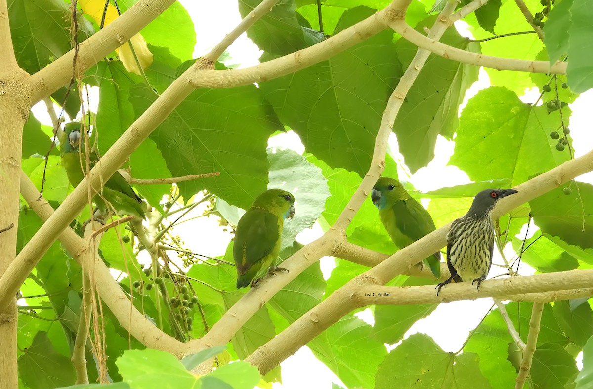 Guaiabero - ML628331590