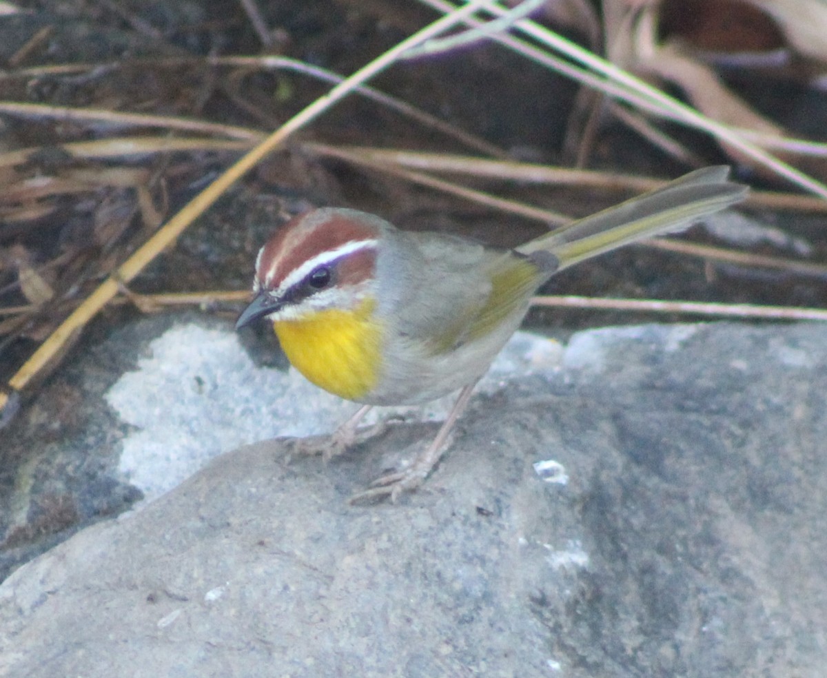 Rufous-capped Warbler - ML628331594
