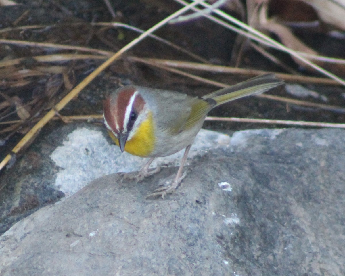 Rufous-capped Warbler - ML628331595