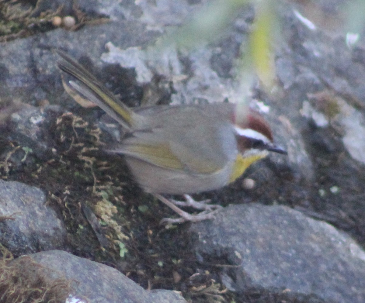 Rufous-capped Warbler - ML628331596