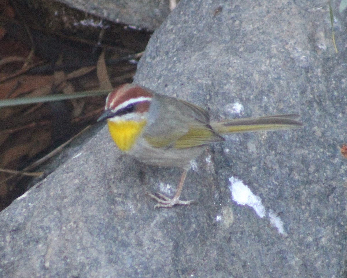 Rufous-capped Warbler - ML628331597