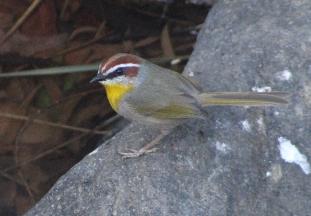 Rufous-capped Warbler - ML628331598