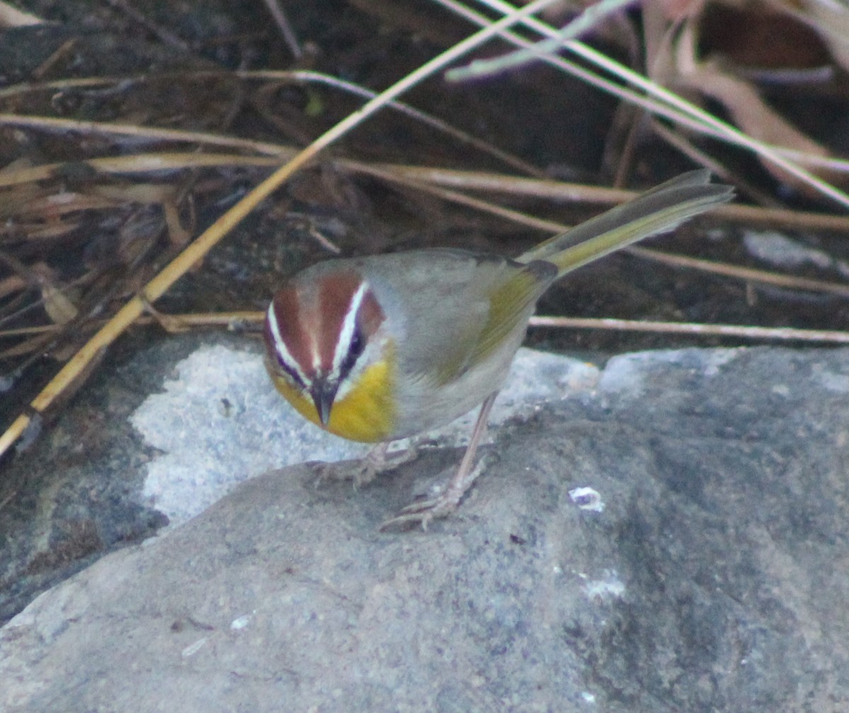 Rufous-capped Warbler - ML628331599