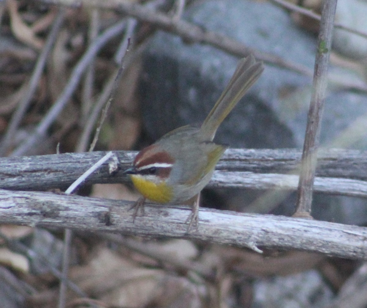 Rufous-capped Warbler - ML628331600