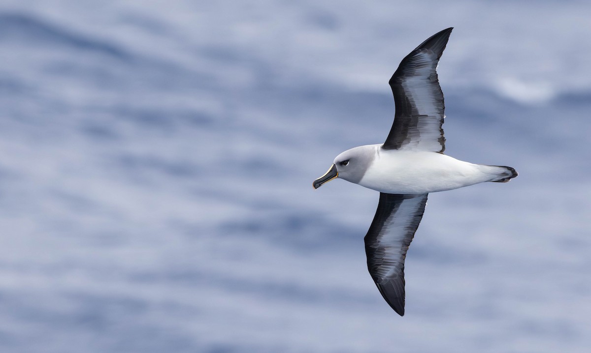 Gray-headed Albatross - ML628331754