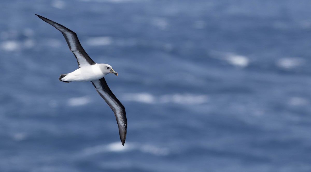 Gray-headed Albatross - ML628331764