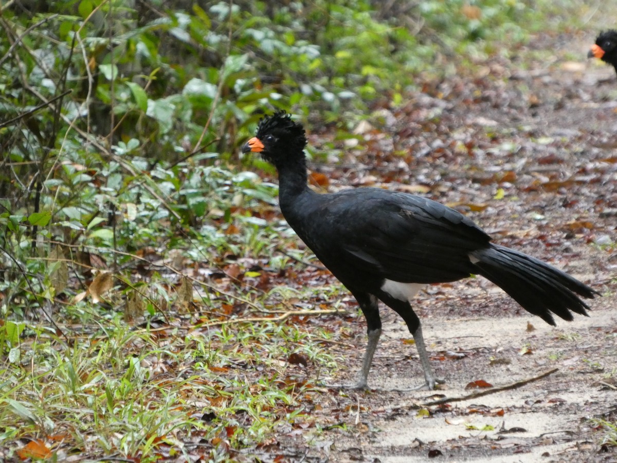 Red-billed Curassow - ML628332043