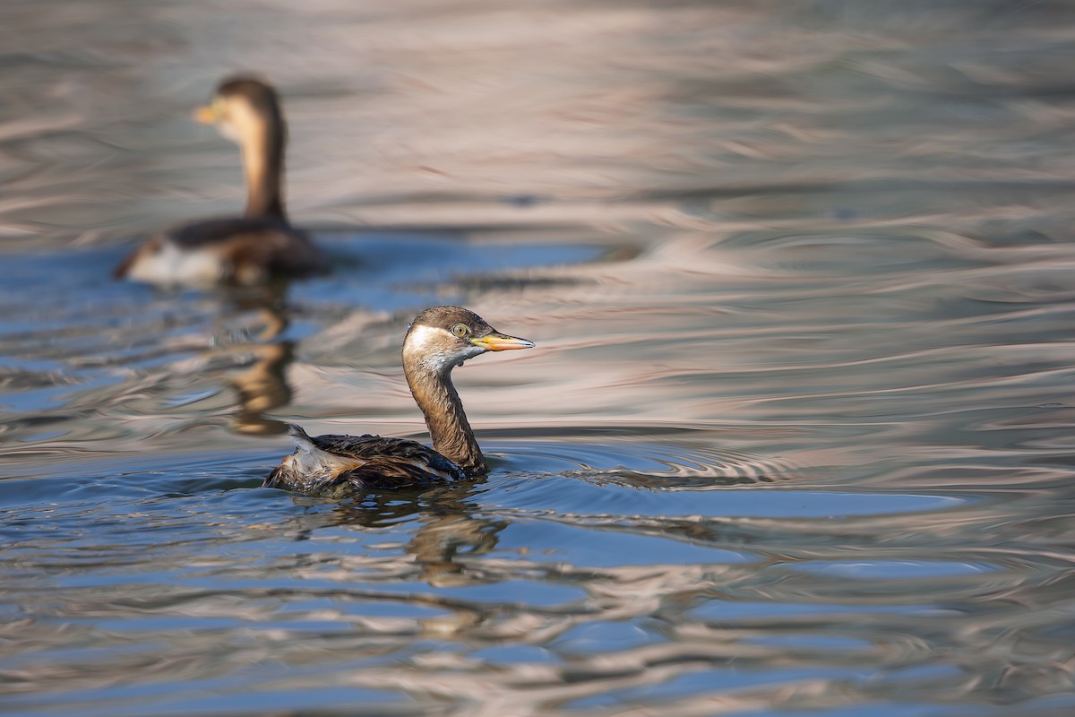 Little Grebe - ML628332379