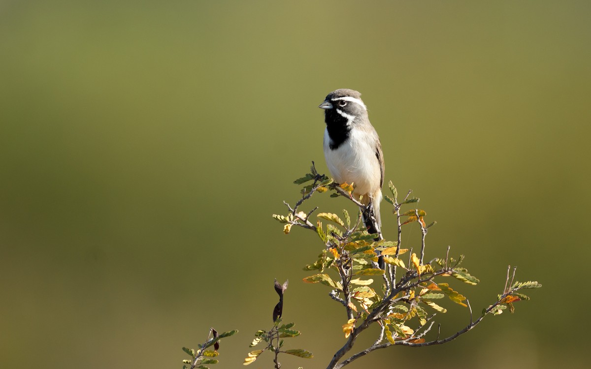 Black-throated Sparrow - ML628332394