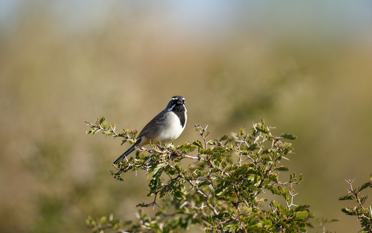 Black-throated Sparrow - ML628332395