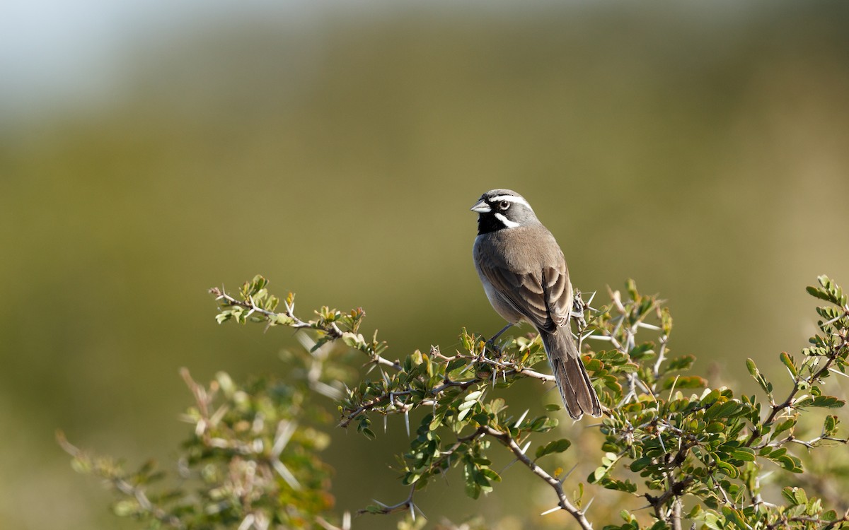 Black-throated Sparrow - ML628332396