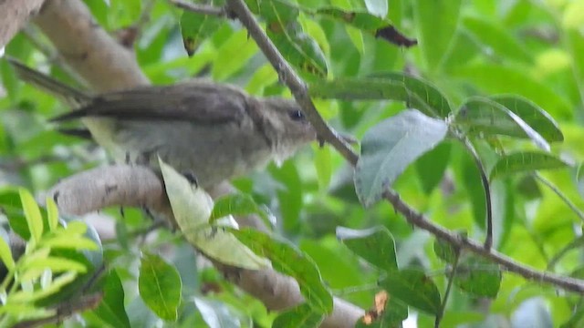 Black-whiskered Vireo - ML628332515
