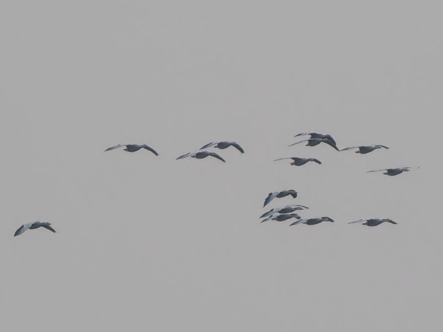 Bar-headed Goose - ML628332561