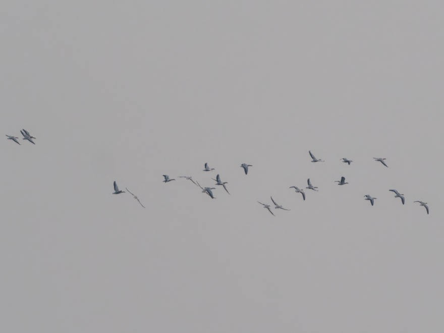 Bar-headed Goose - ML628332562