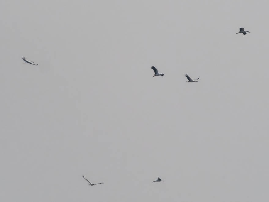 Oriental Stork - ML628332587