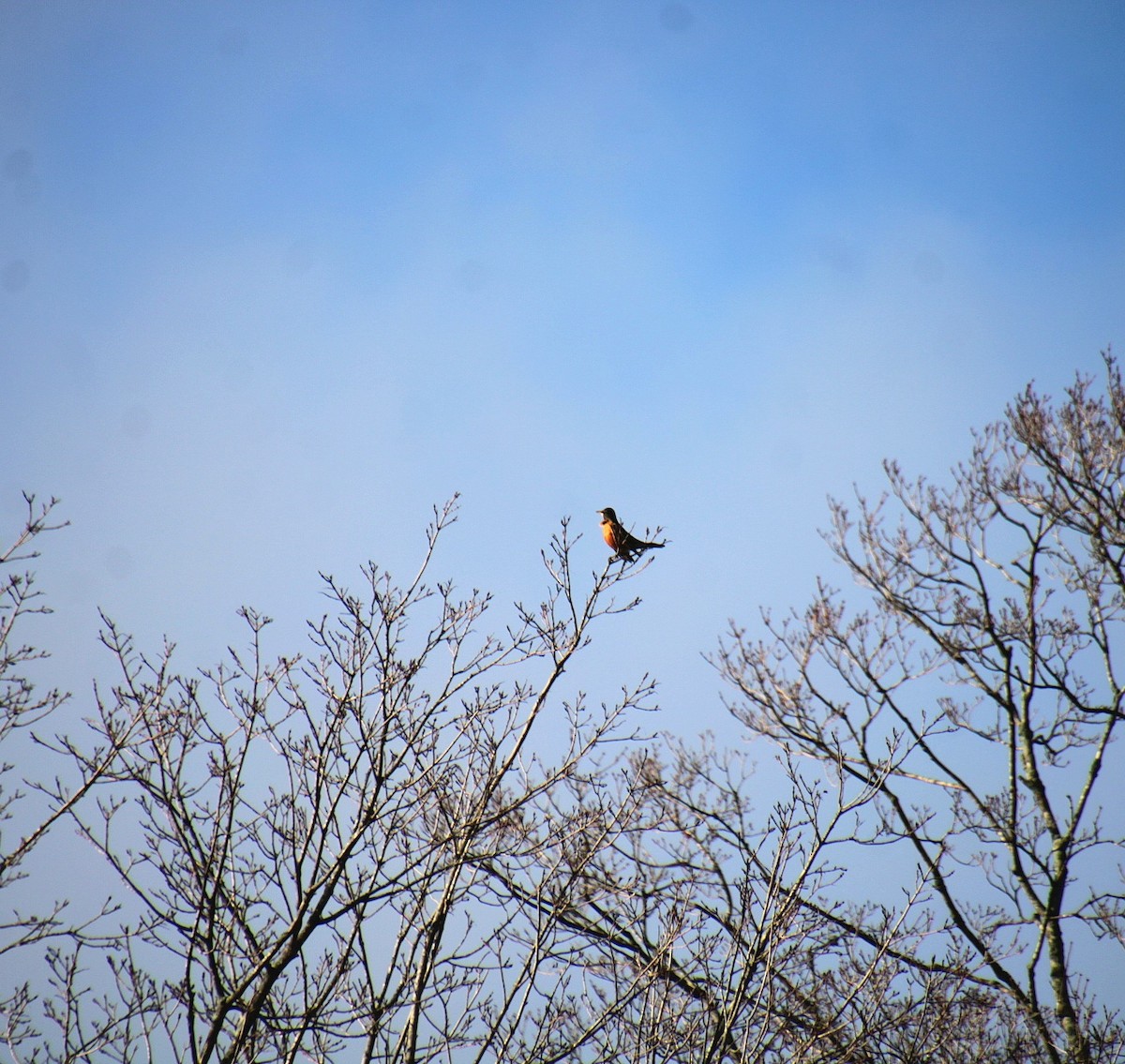 American Robin - ML628332592