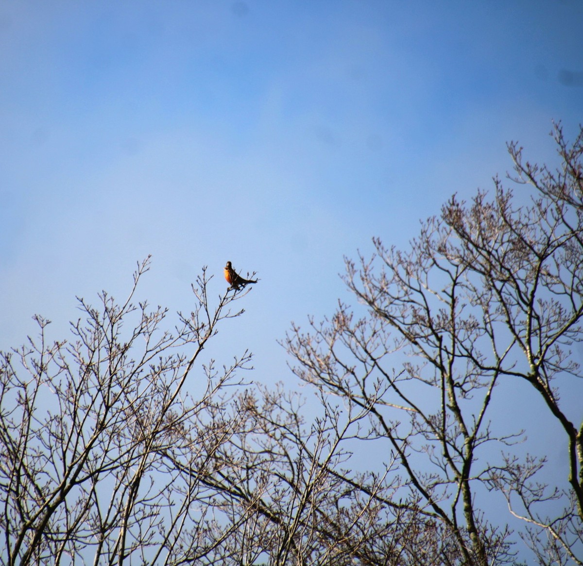 American Robin - ML628332593