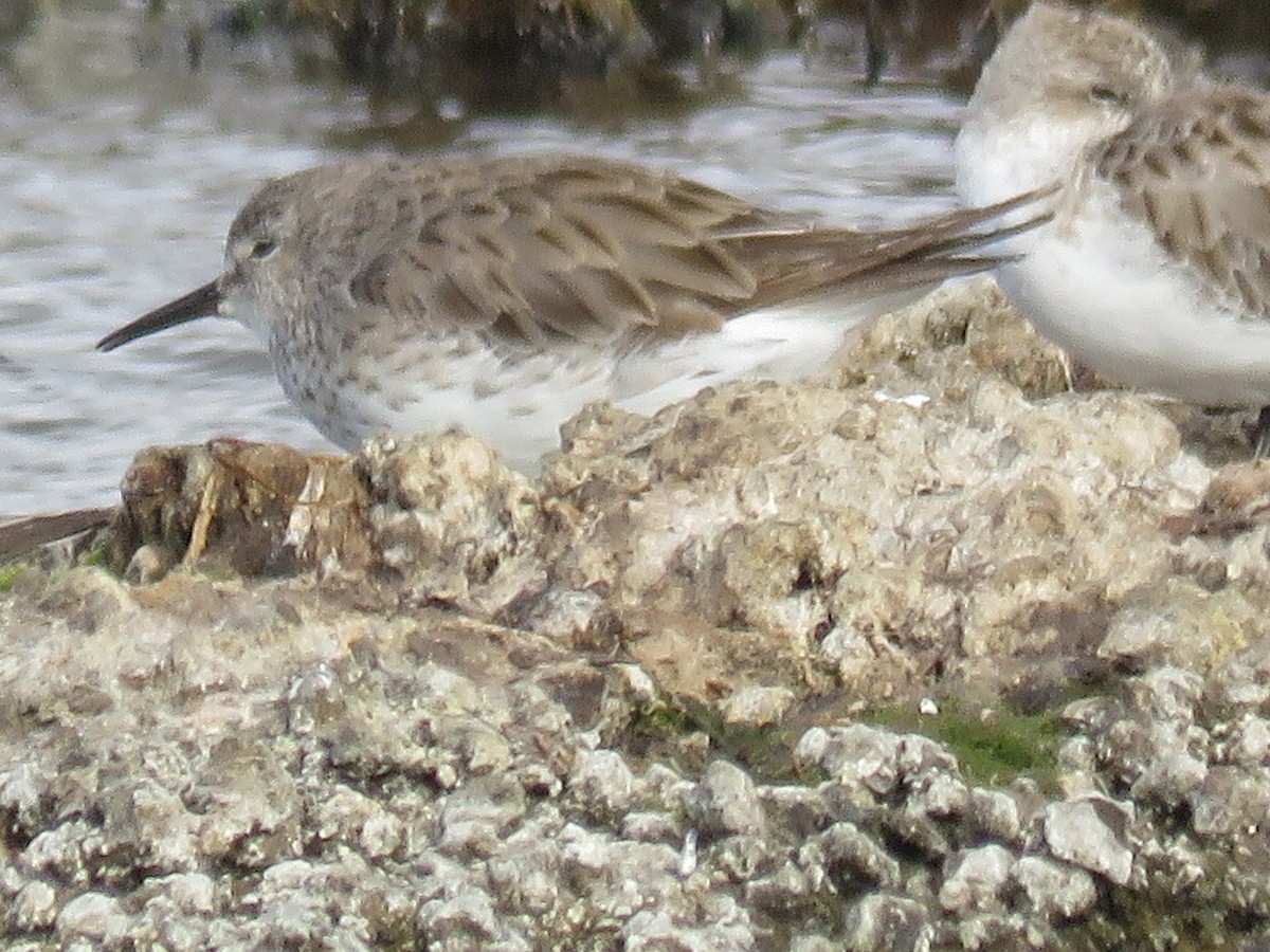 White-rumped Sandpiper - ML628333116