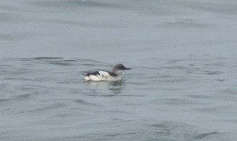 Pigeon Guillemot - ML628333321